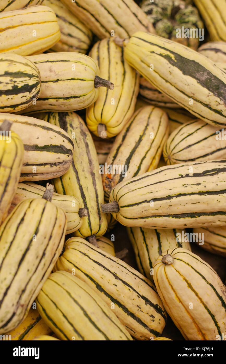 A pile of delicata squash on display at farmer's market ready for purchase Stock Photo