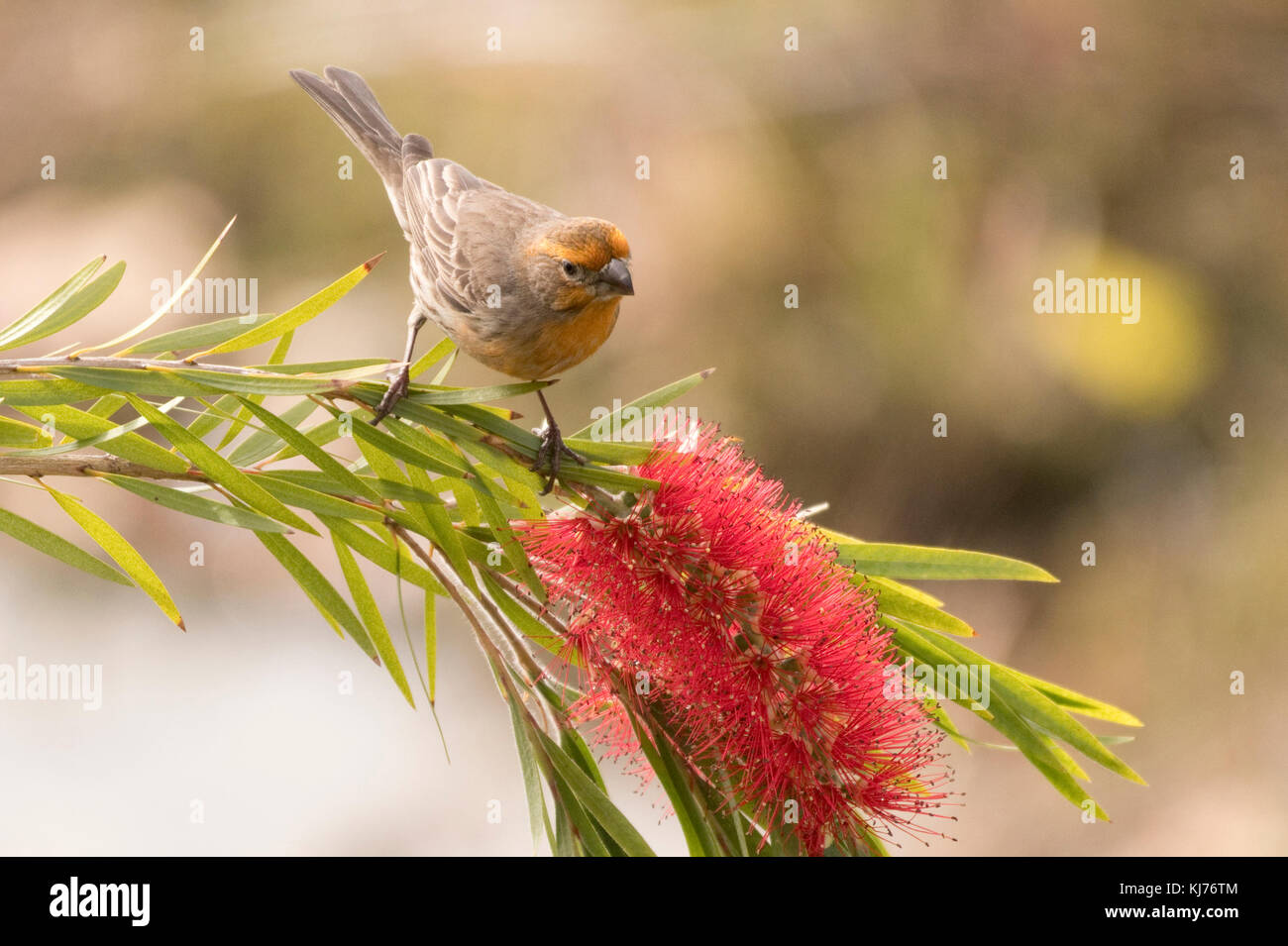 Bottle brush tree hires stock photography and images Alamy