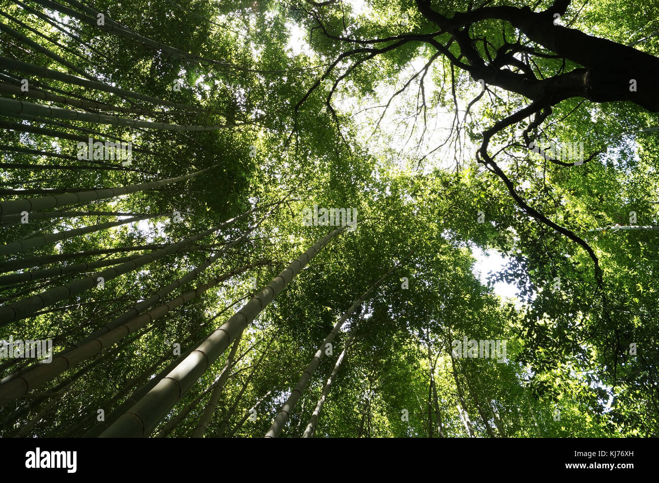Arashiyama Bamboo Garden, Kyoto Japan Stock Photo Alamy