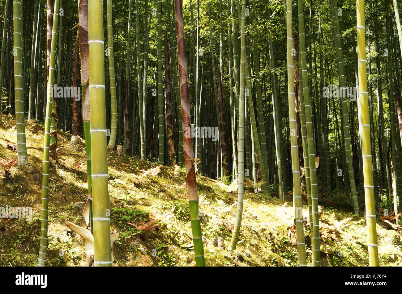 Arashiyama Bamboo Garden, Kyoto Japan Stock Photo Alamy