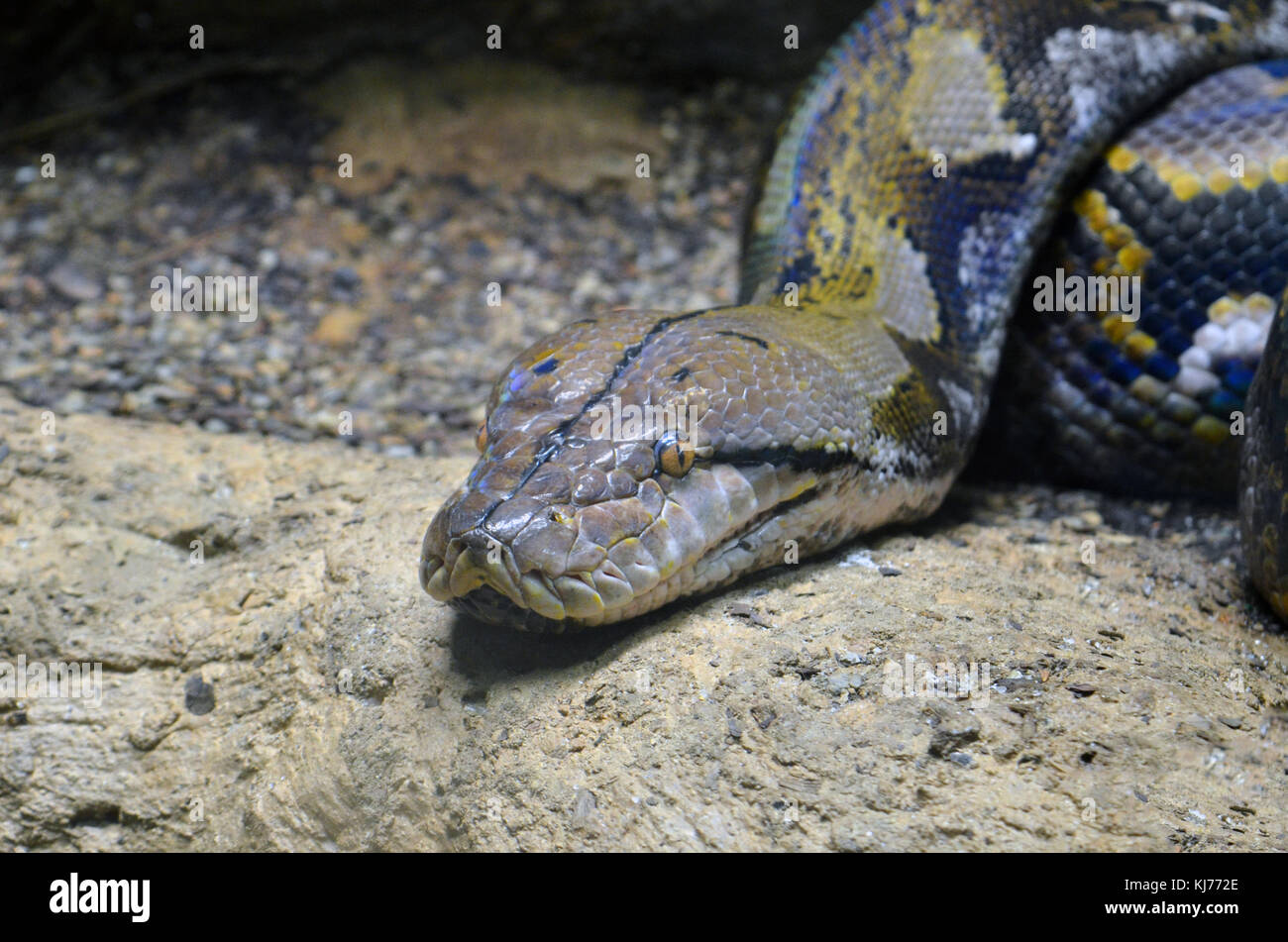 Snake in the zoo Stock Photo - Alamy