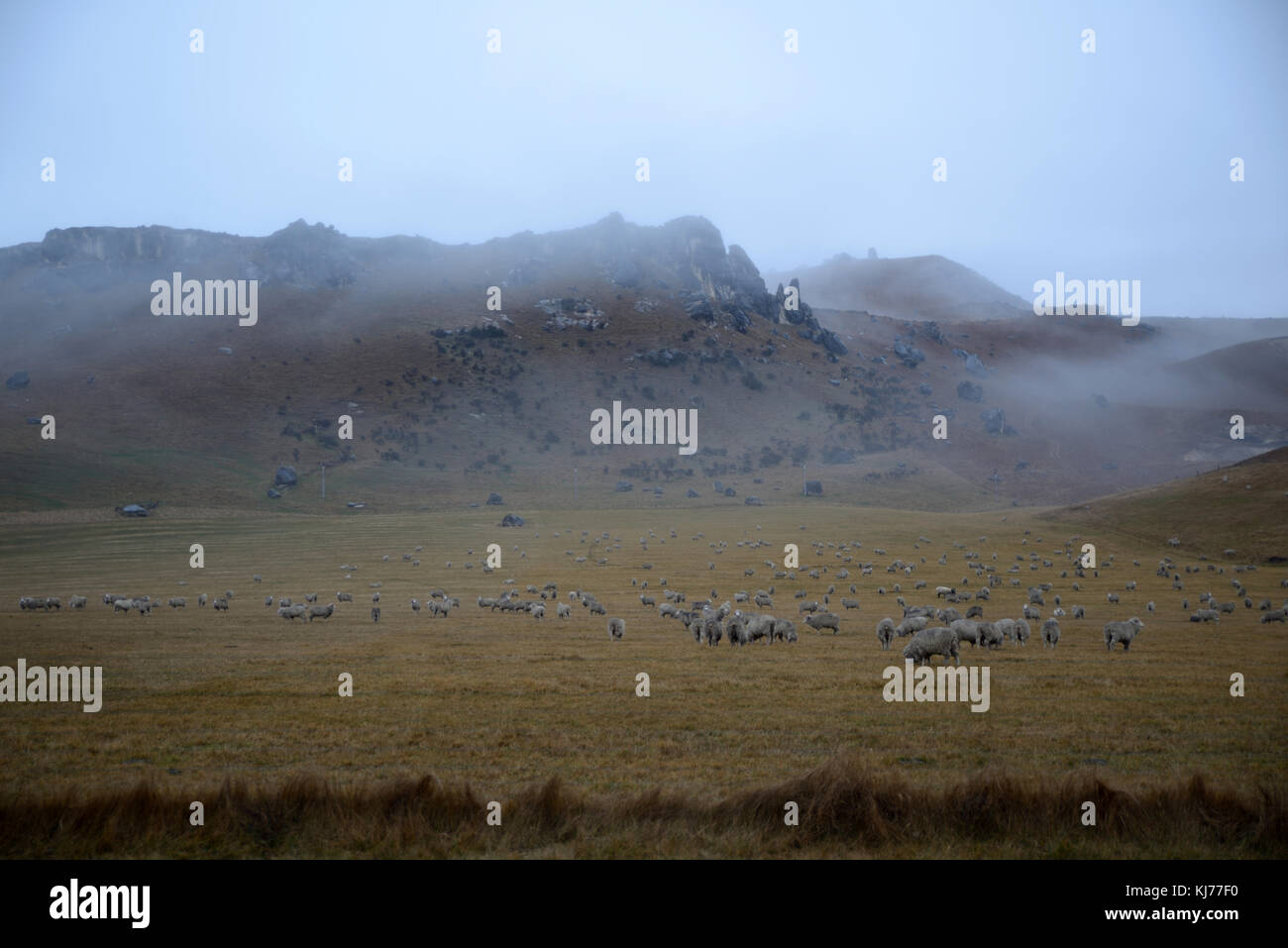 A misty morning greets the sheep grazing at Castle Hill, South Island, New Zealand Stock Photo