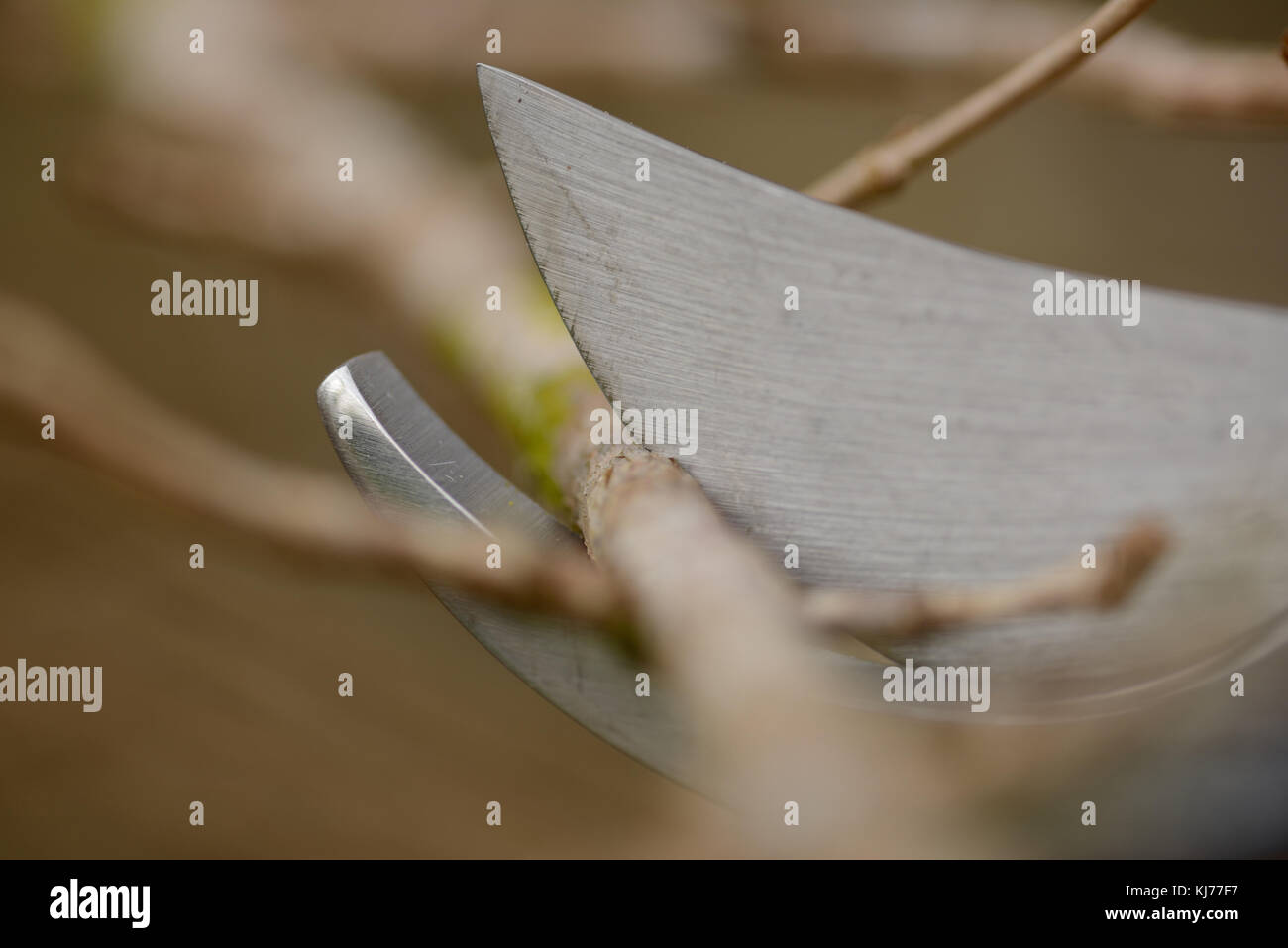 Detail of a pair of secateurs cutting a branch (with shallow depth of field) Stock Photo