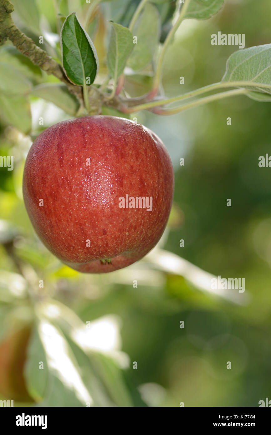 Braeburn apples ready to pick from an orchard in New Zealand Stock