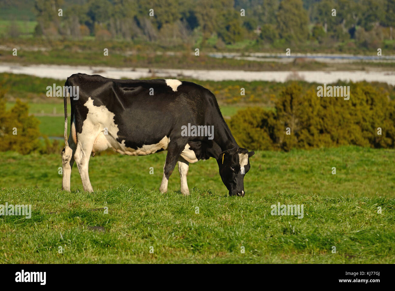 Holstein Friesians graze on fresh pasture on a West Coast dairy farm near Ikamatua, New Zealand