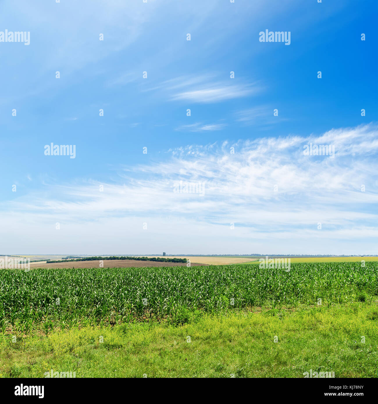 green agricultural field and blue cloudy sky Stock Photo - Alamy
