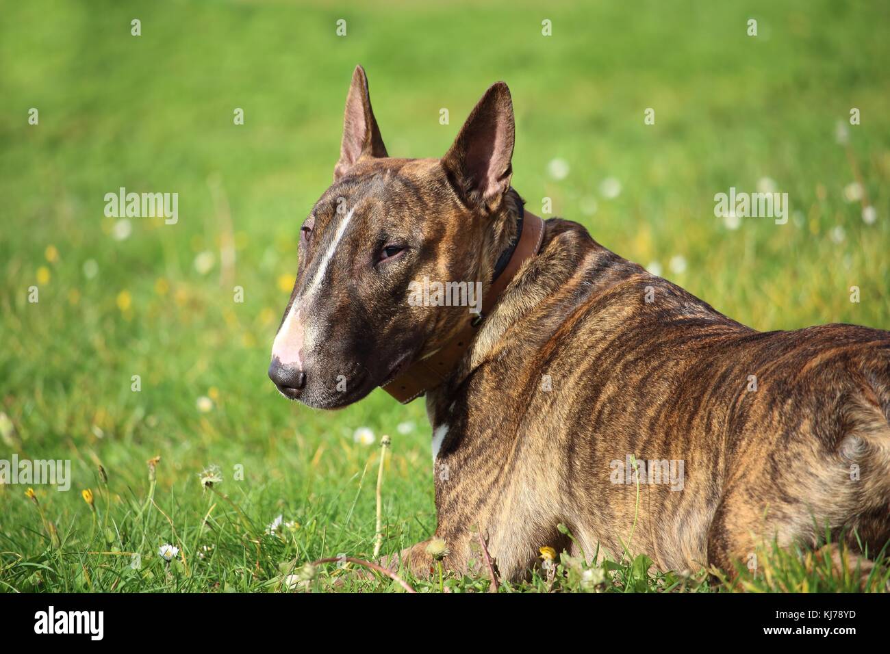 a brown bull terrier dog that is lying in the grass in the sun Stock