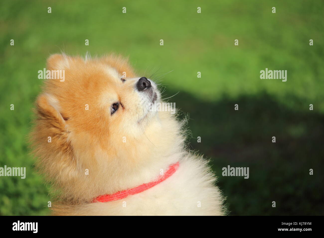 a little dwarf spitz dog is lying in the grass and listens to his distant master Stock Photo