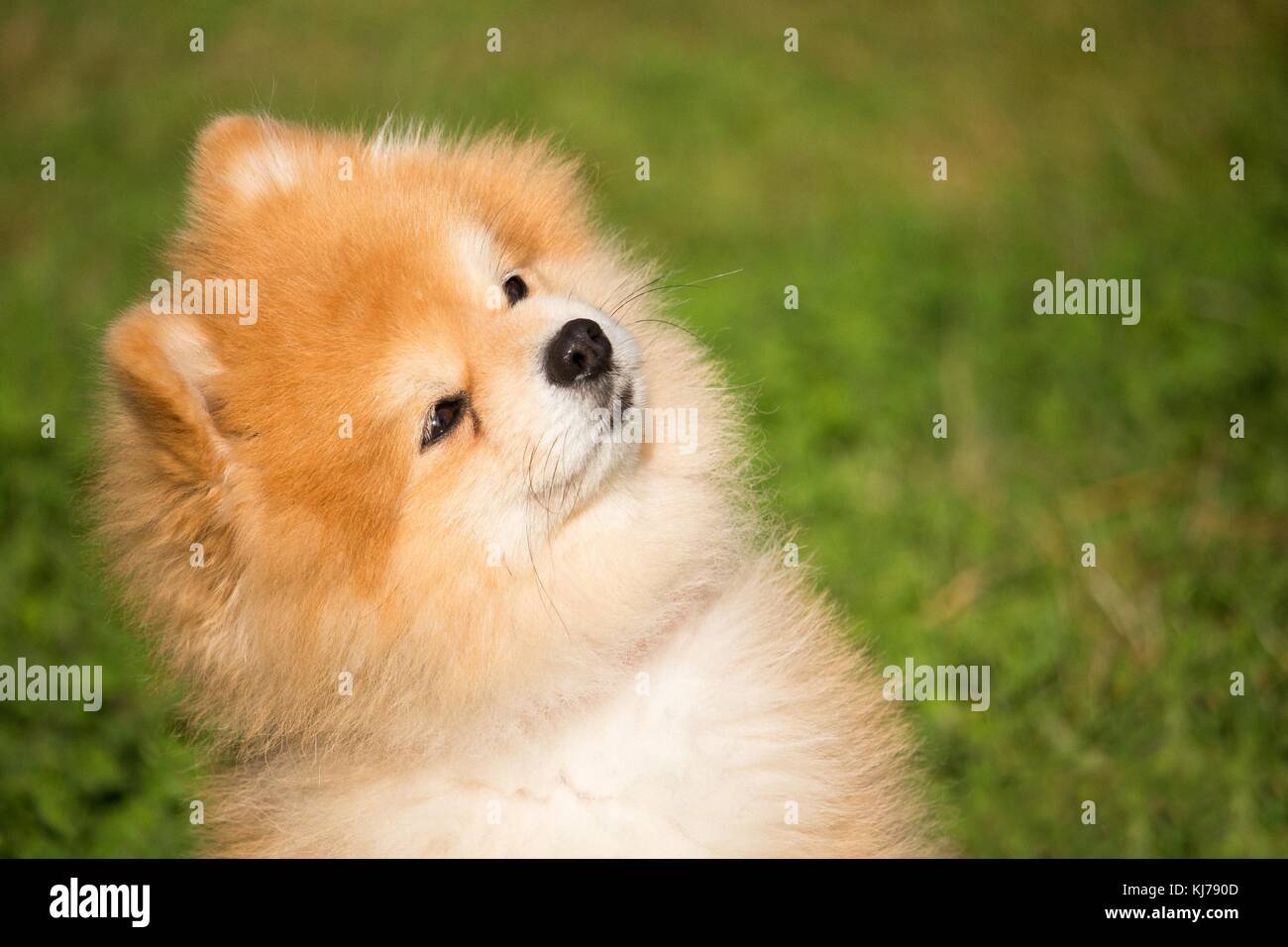 a little dwarf spitz dog is lying in the grass and listens to his distant master Stock Photo