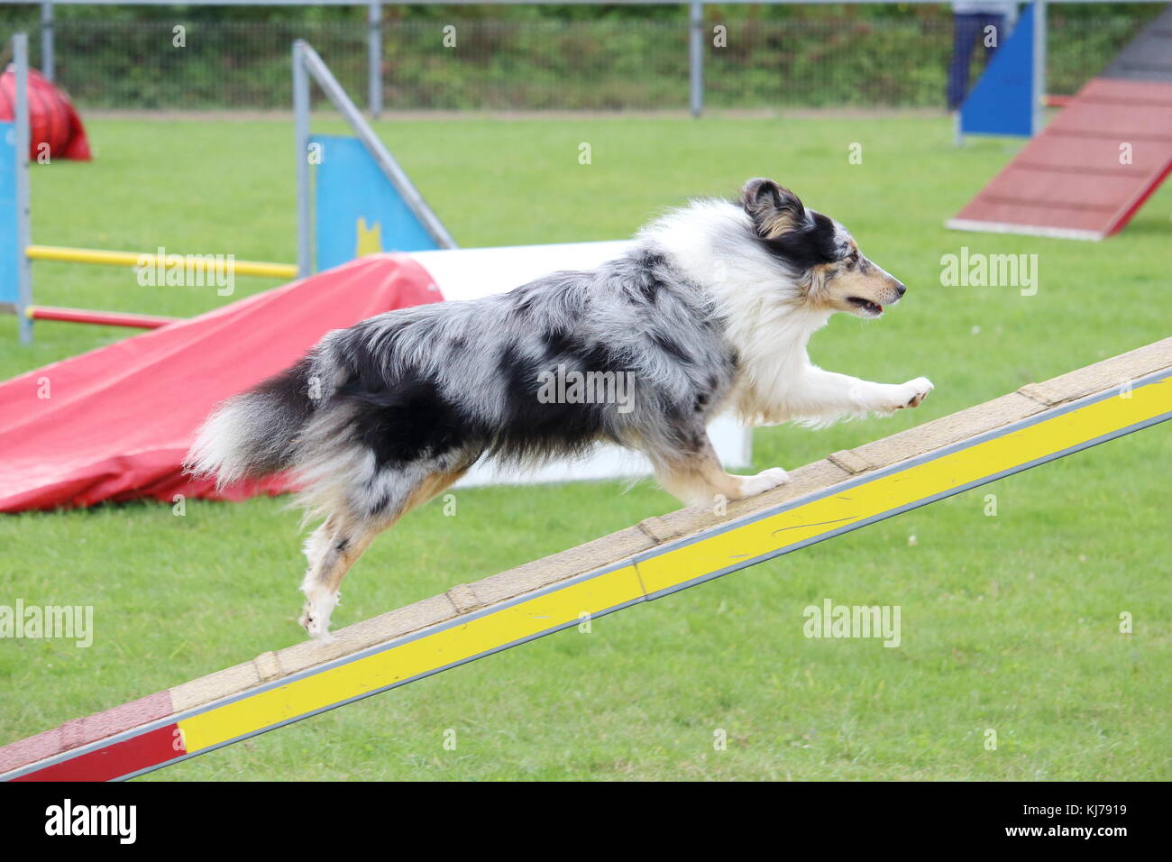 a shetland dog in an agility canine contest Stock Photo