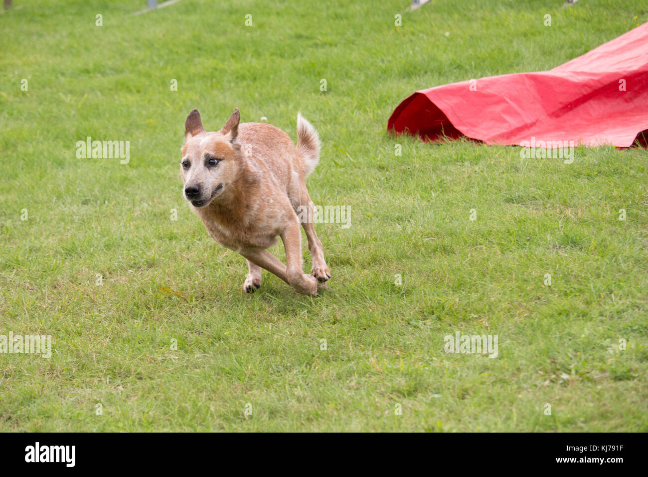 an Australian cattle dog runs in an agility canine contest Stock Photo