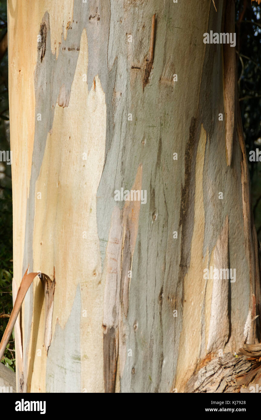plane tree trees bark trunk Platanus Stock Photo