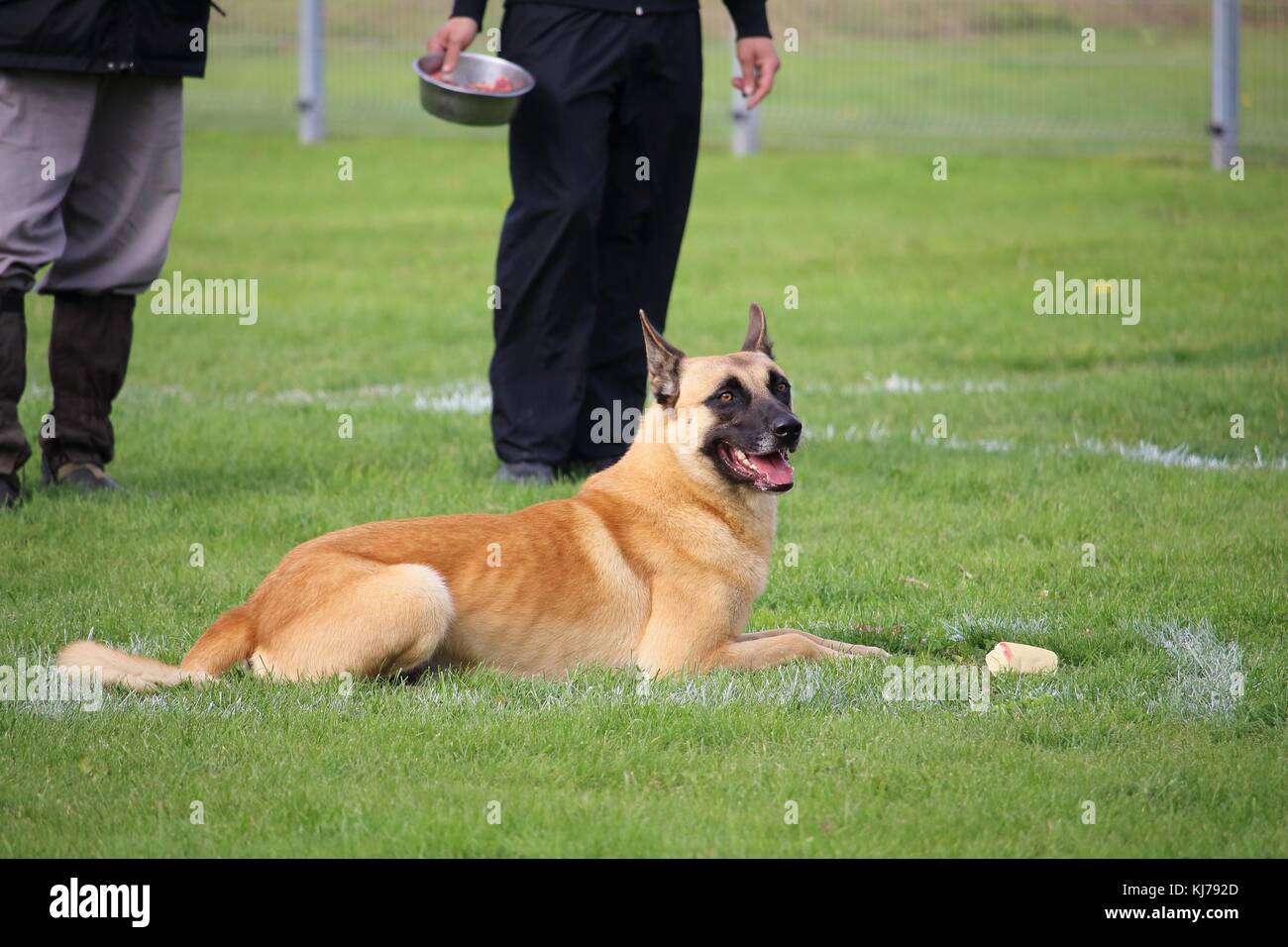 a Malinois Belgian Shepherd dog who exercises the refusal of bait for the dog contest Stock Photo