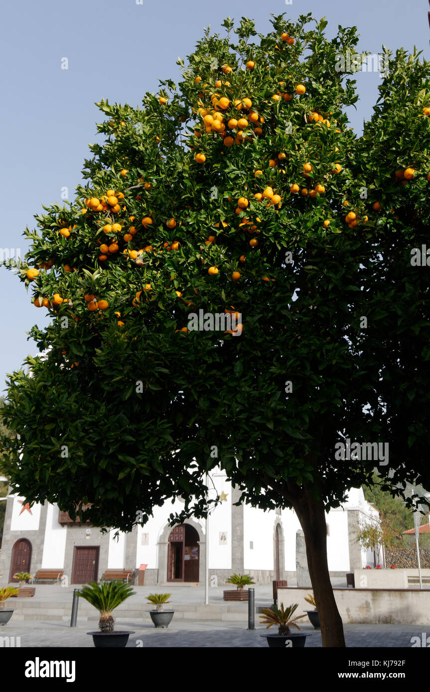 orange tree trees growing grow citrus fruit fruits in street in tenerife spain spanish oranges Stock Photo