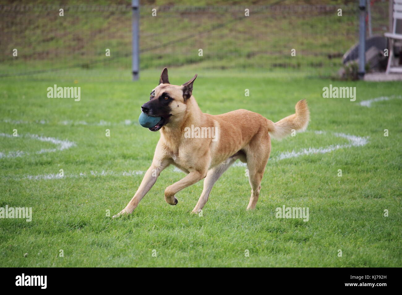 the Belgian Shepherd dog Malinois exercises the contribution of object for his master during a contest Stock Photo