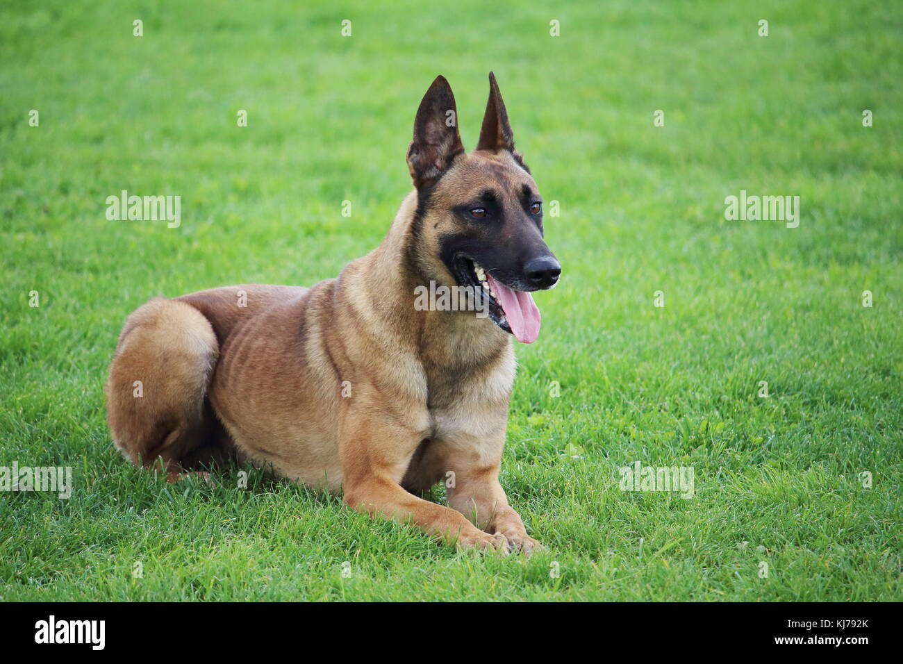 a Belgian Malinois sheepdog lying in the grass he does not move Stock Photo
