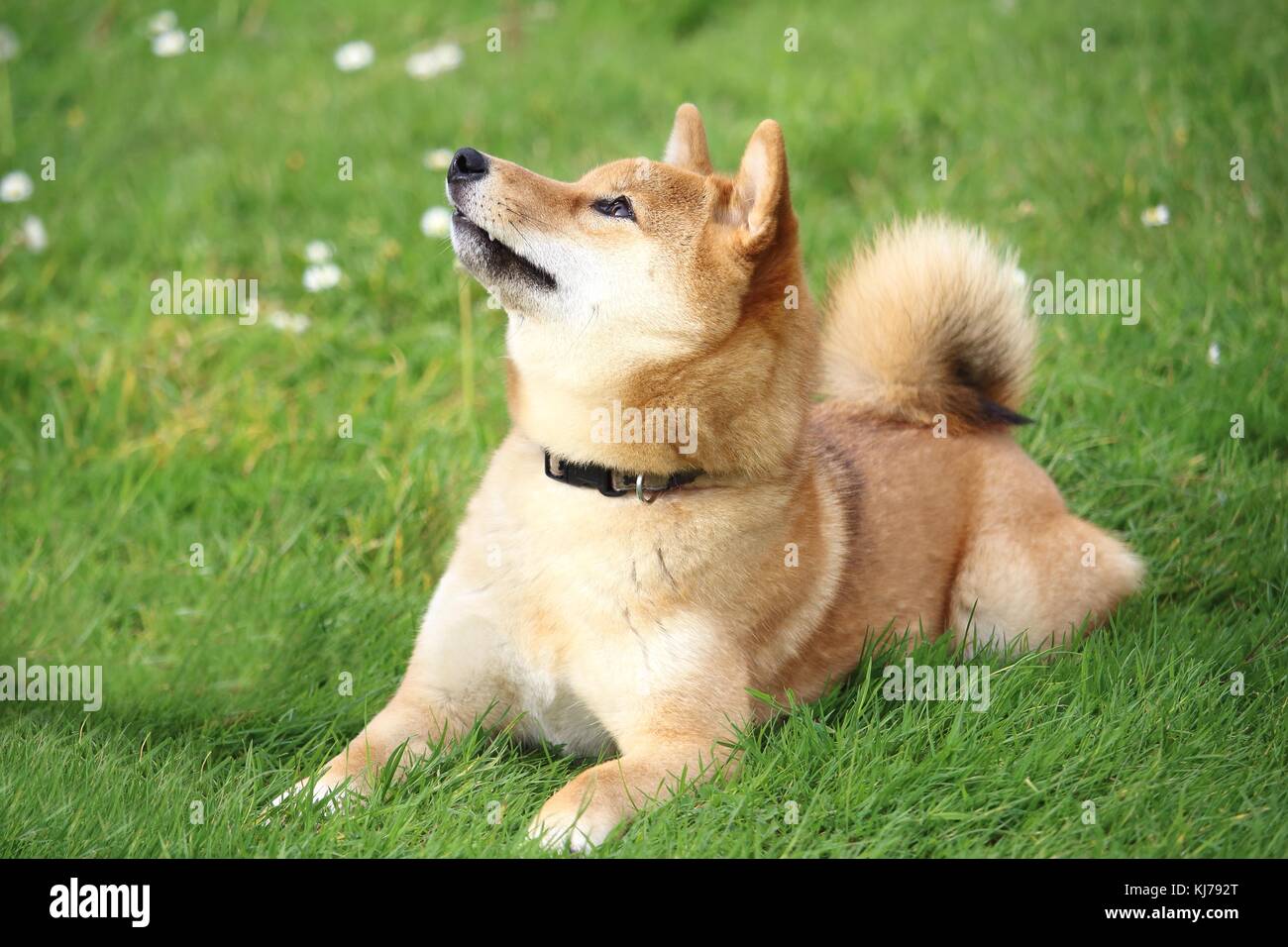 the shiba dog is lying in the grass and looks at the top Stock Photo
