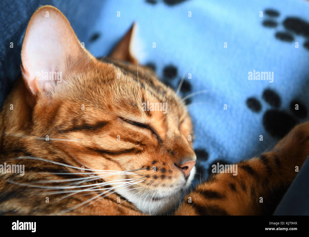 Bengal can sleeping on blue cat blanket, short DOF Stock Photo