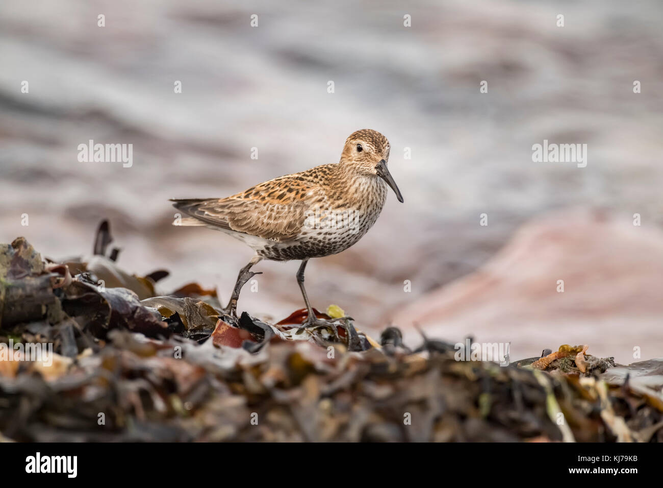 Dunlin on the shoreline at high tide Stock Photo - Alamy