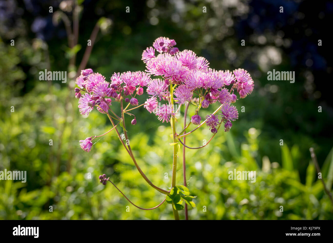 Thalictrum aquilegifolium flowering in May in UK Stock Photo