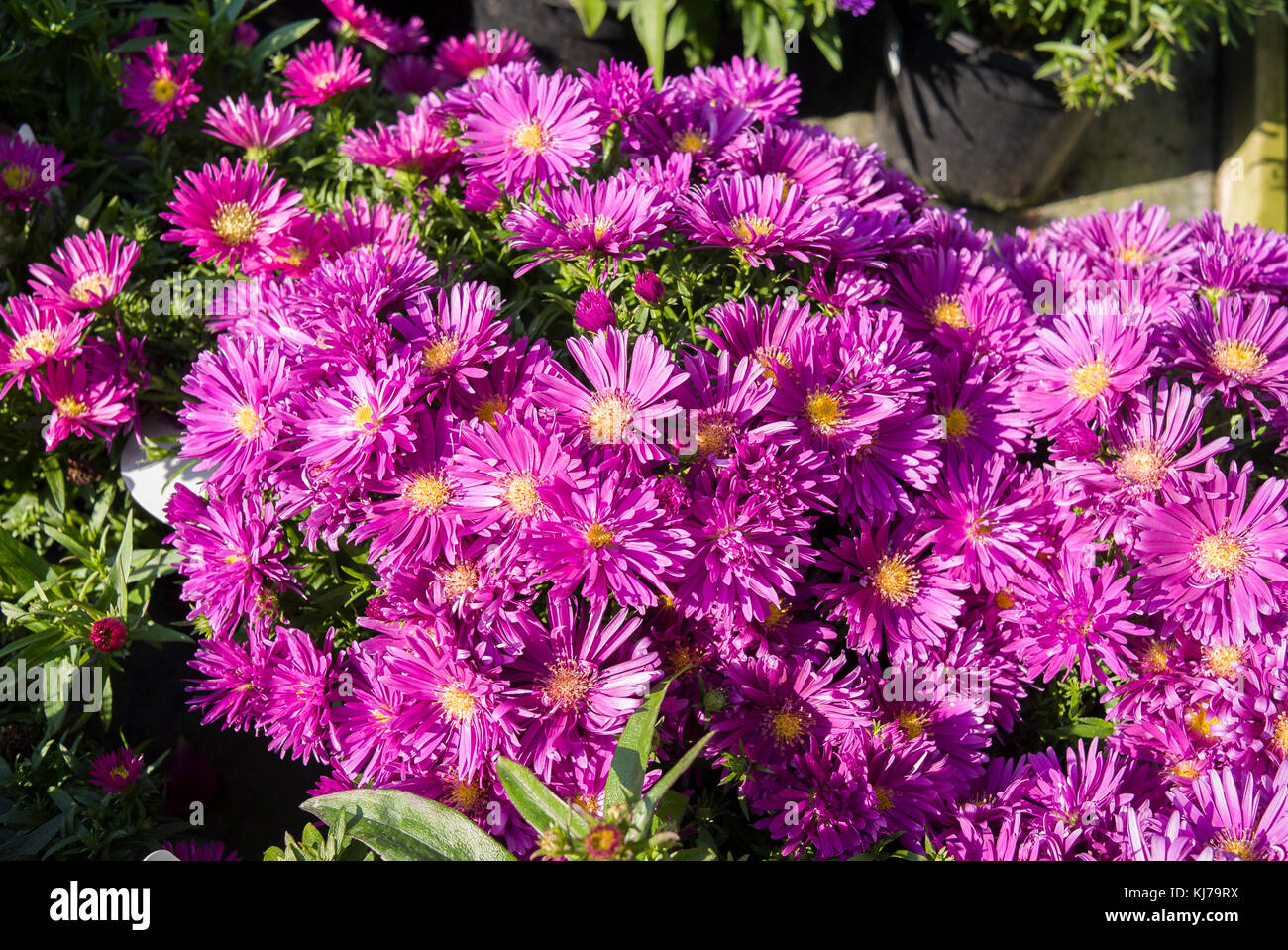 Symphyotrichum novi-belgii Bahamas flowering in the Autumn in UK Stock Photo