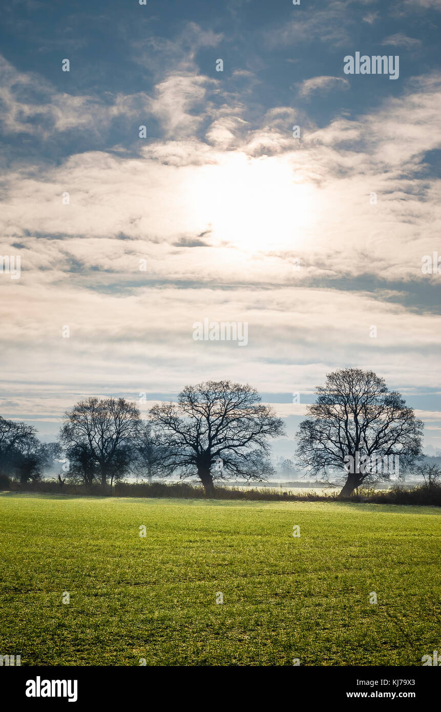 A winter Wiltshire landscape with first signs of growth in the field in England UK Stock Photo