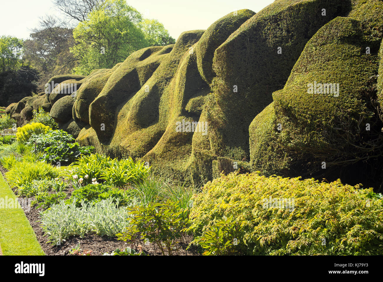 An herbaceious border just coming alive in early Spring with a cloud-form yew hedge providing shelter and privacy in the garden at Walmer Castle Kent Stock Photo
