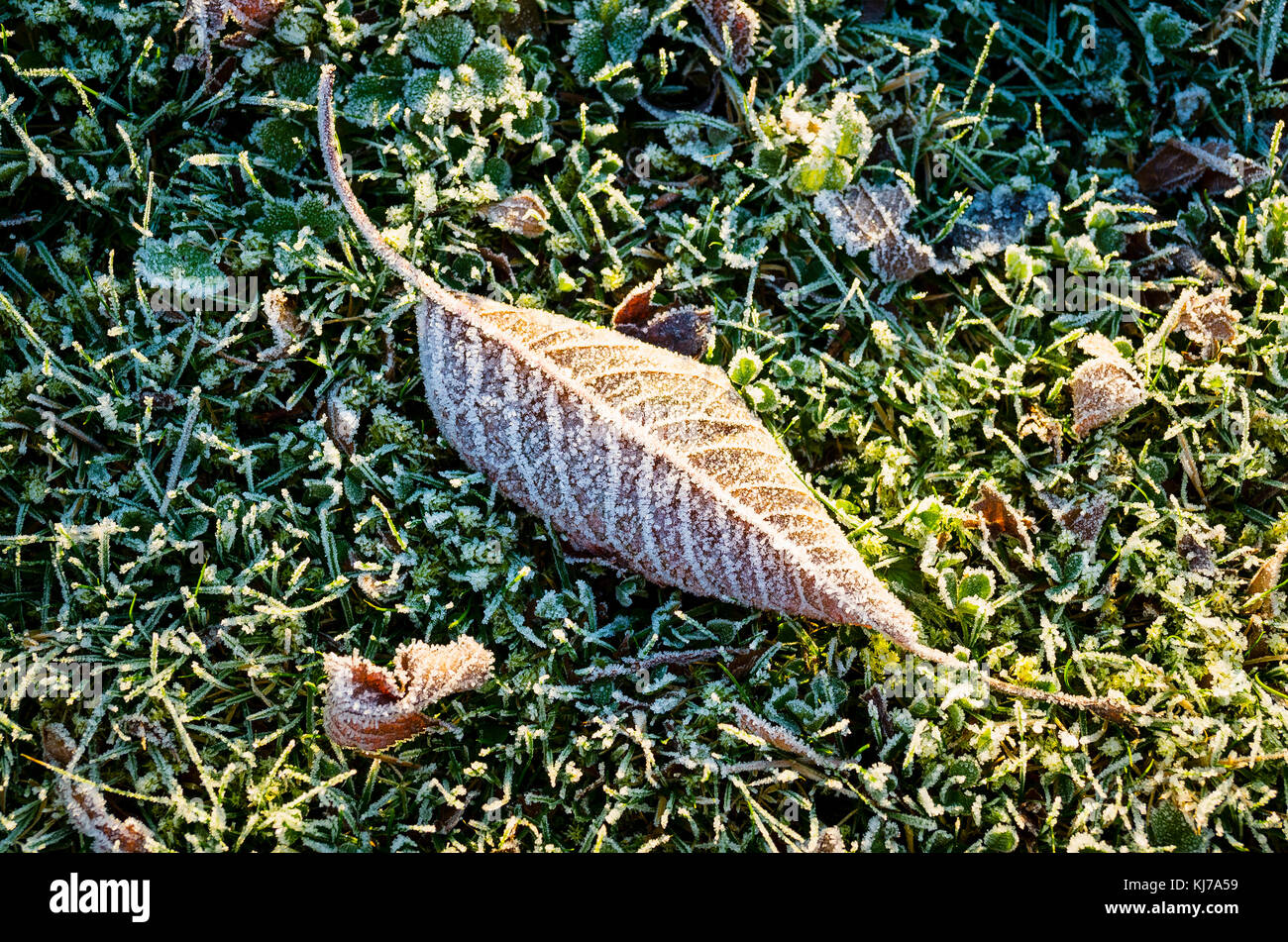 Frozen cherry tree leaf on lawn in winter Stock Photo
