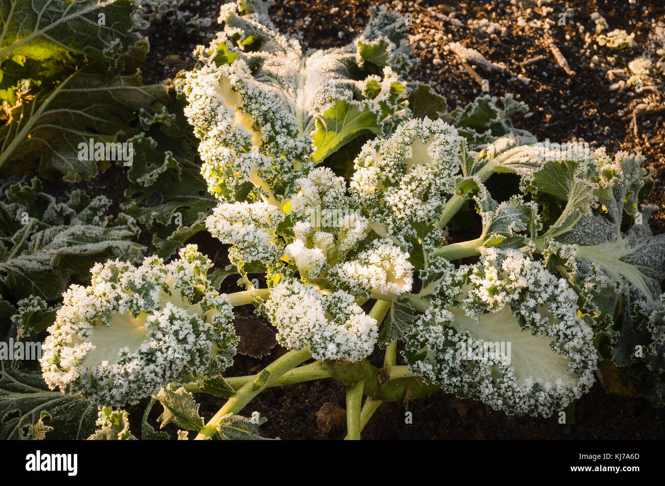 Hardy ice plant hires stock photography and images Alamy