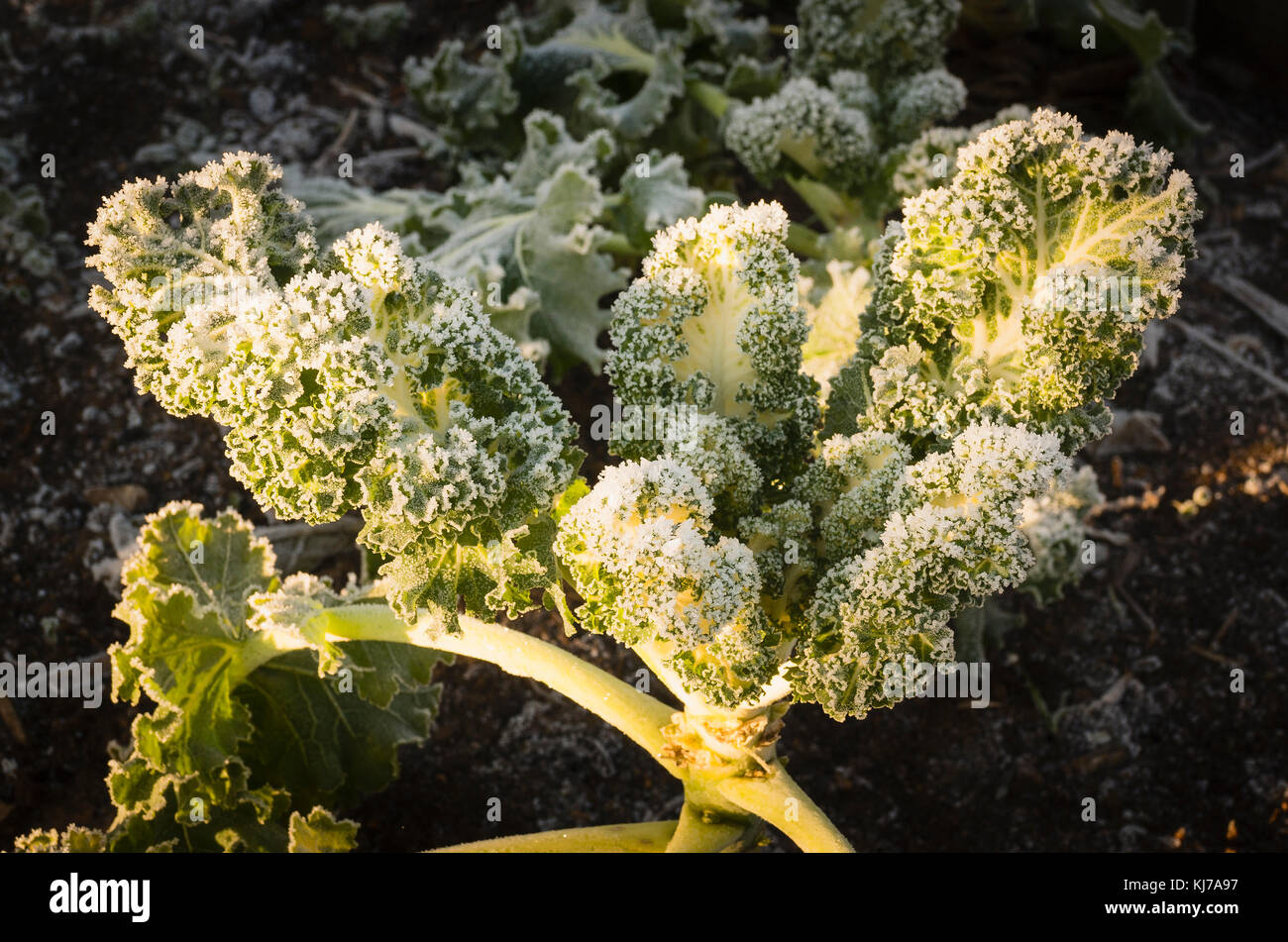 Homegrown Kale Emerald Ice showing signs of early winter frosting
