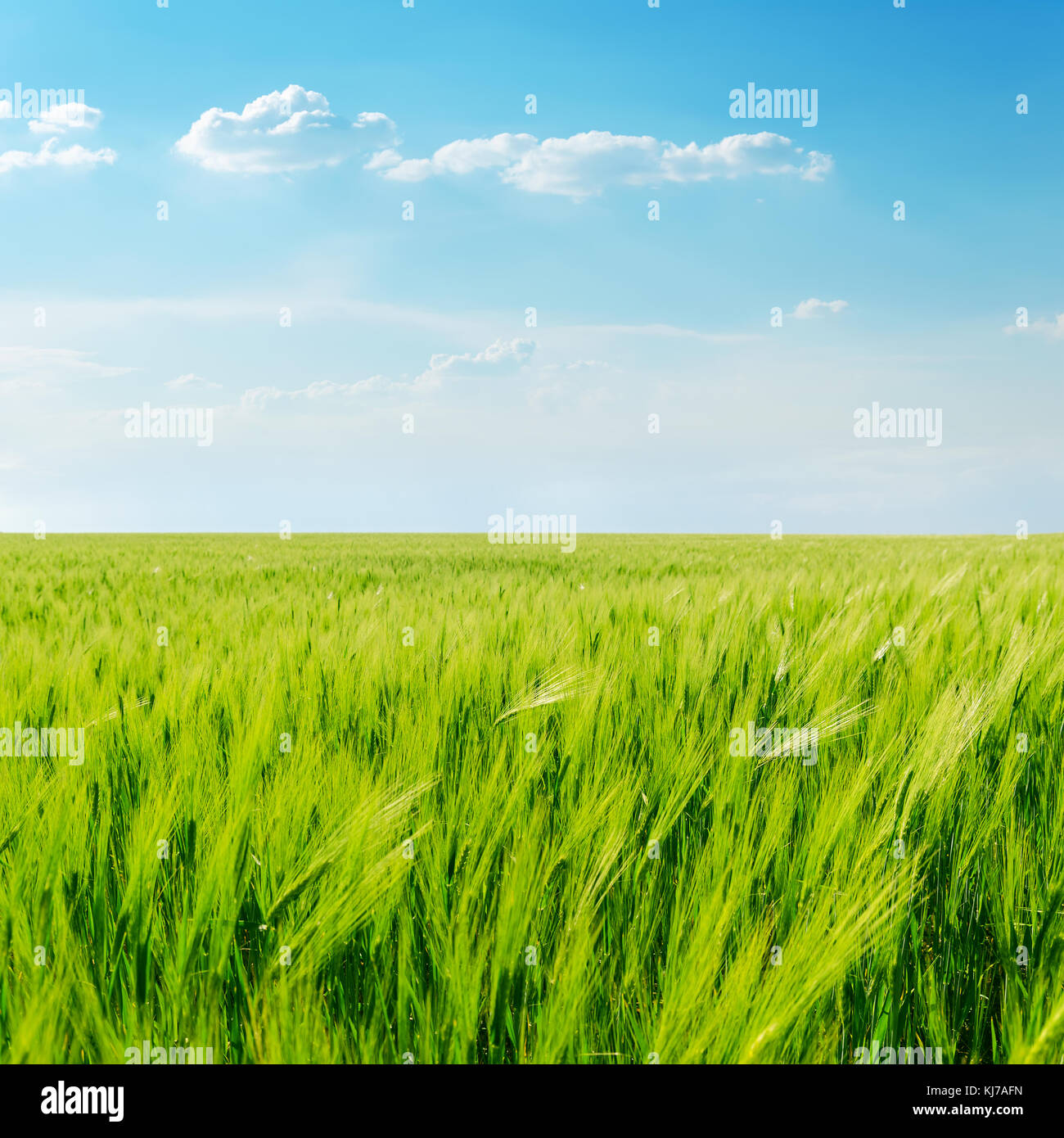 Agricultural Green Field And Clouds In Blue Sky Over It Stock Photo Alamy agricultural-green-field-and-clouds-in-blue-sky-over-it-stock-photo-alamy