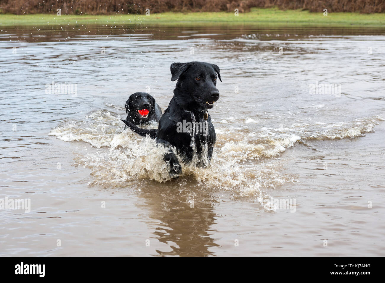 Playful black Labrador dogs splashing in water while retrieving a ball. Stock Photo