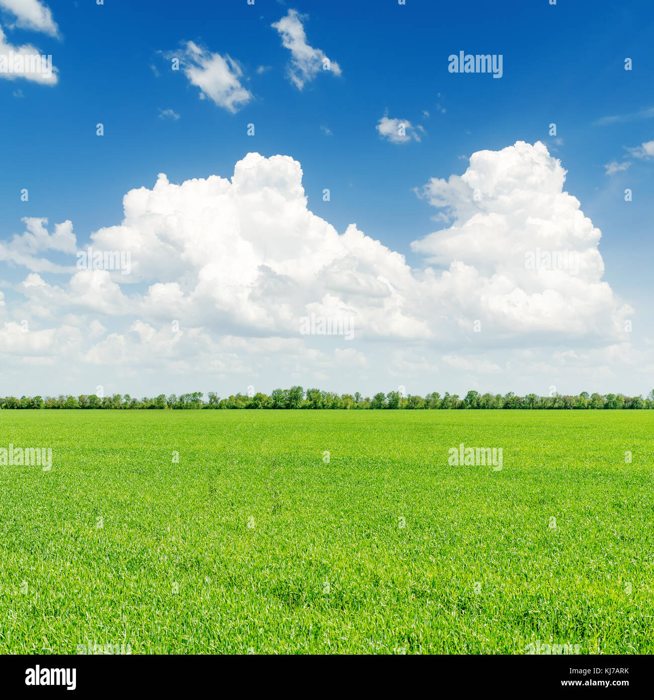 green grass field and blue sky with white clouds over it Stock Photo ...