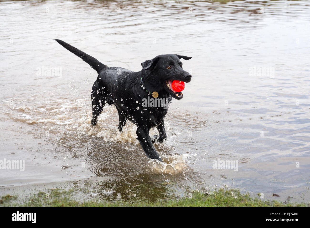 Water retrieving hires stock photography and images Alamy