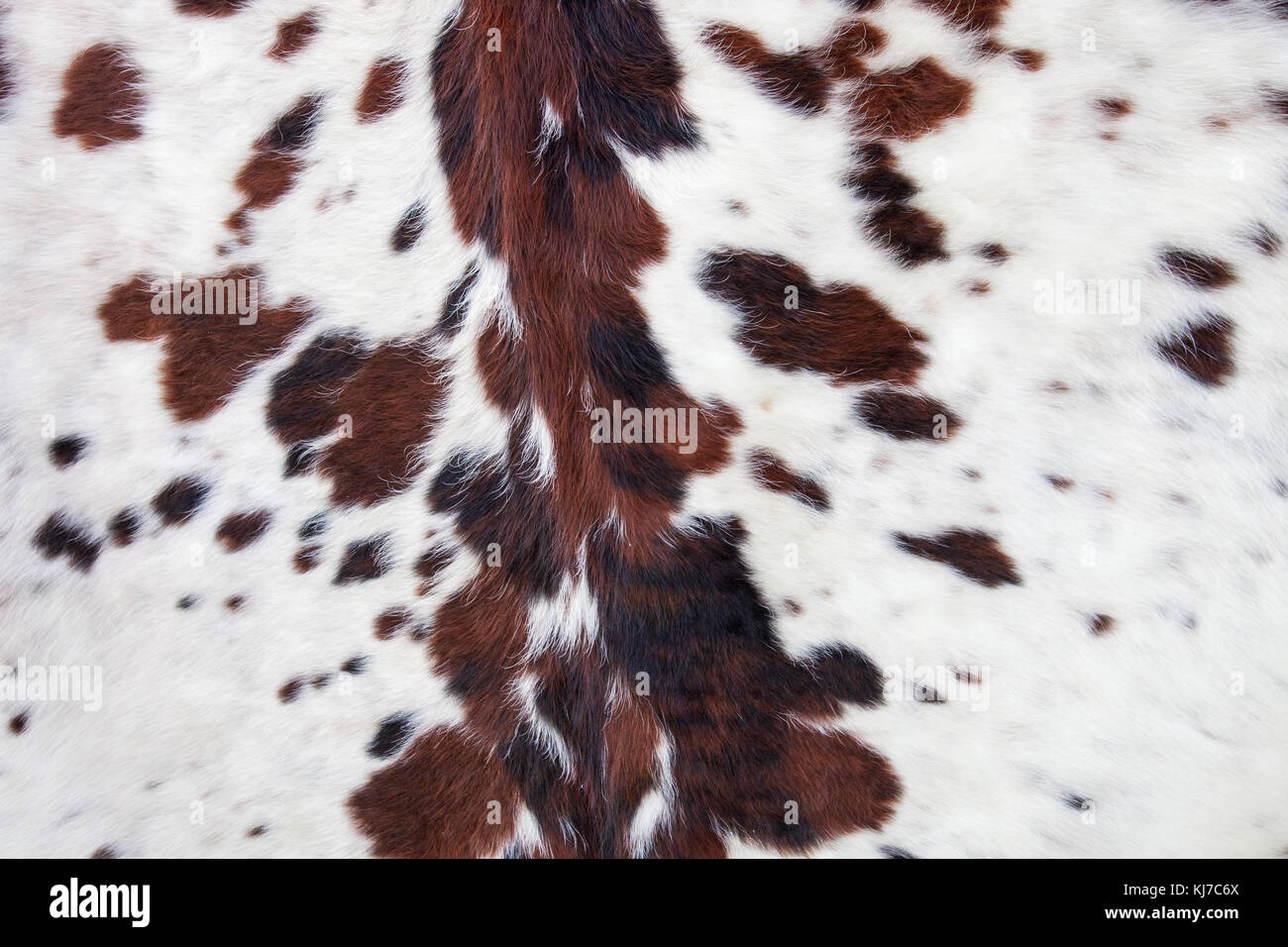 Longhorn white cowhide with black and brown spots/ Fur background Stock Photo: 166120386 - Alamy