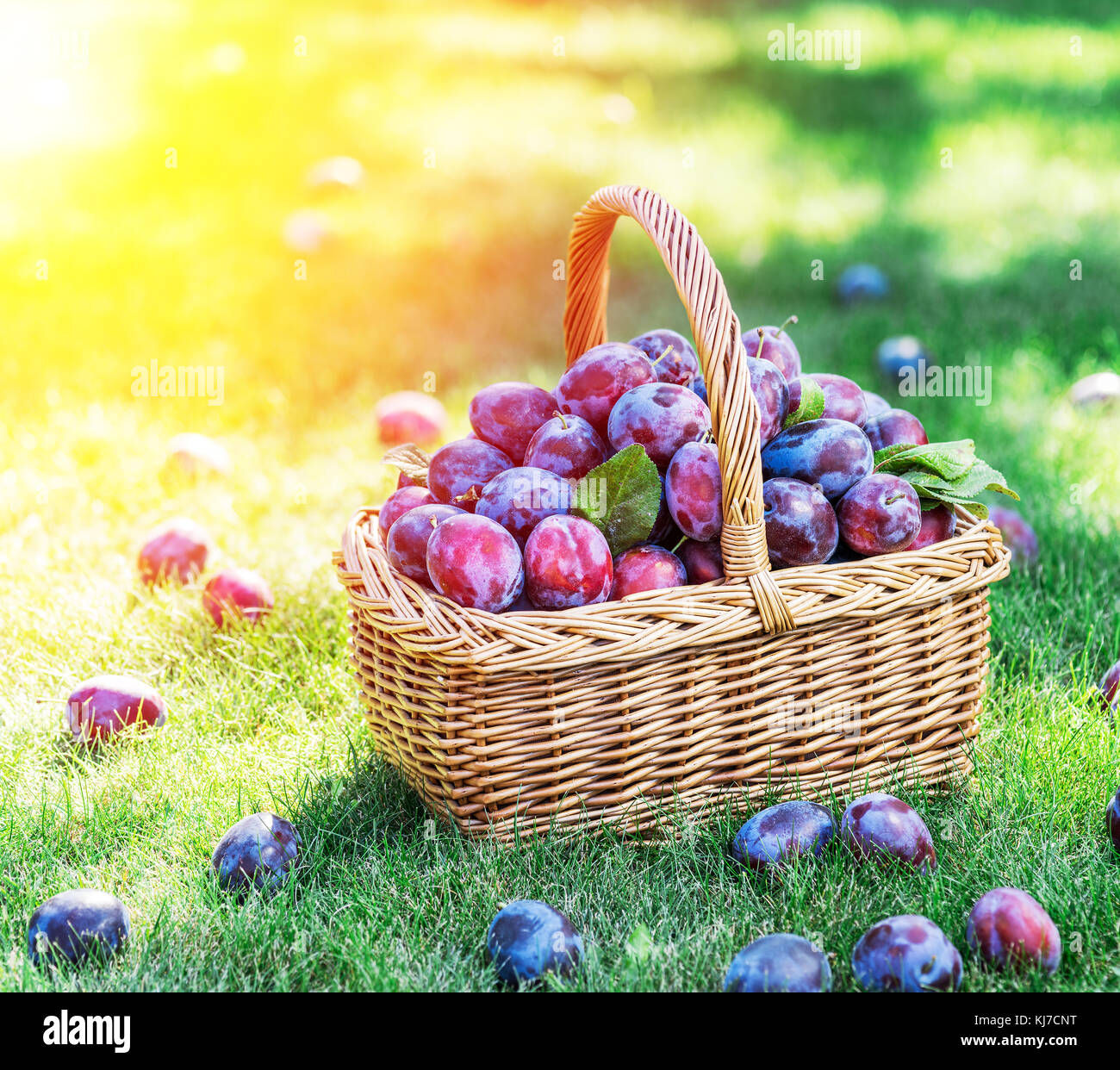 Plum harvest. Plums in the basket on the green grass. Stock Photo