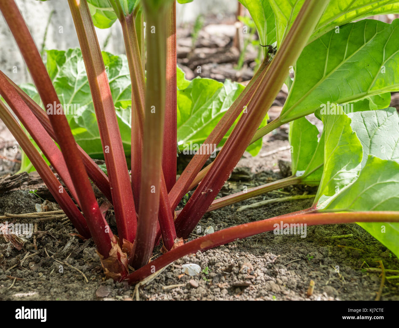 Rhubarb plant in the garden. Close up. Stock Photo