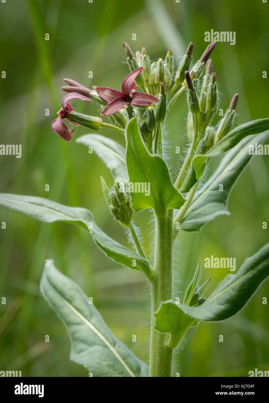 Closeup of Hesperis tristis (Brassicaceae) in springtime Austria Stock Photo