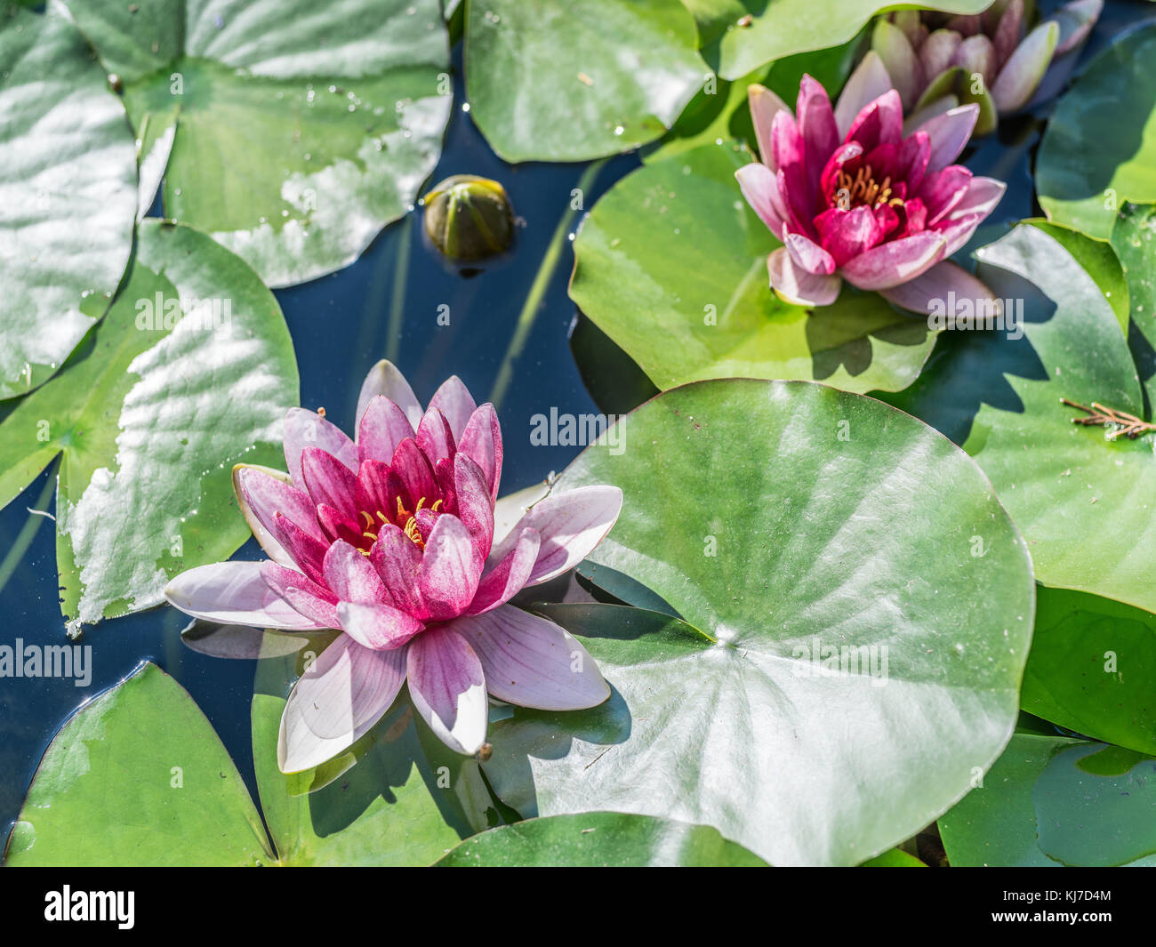 Pink water lily flowers with green leaves in pond Stock Photo - Alamy
