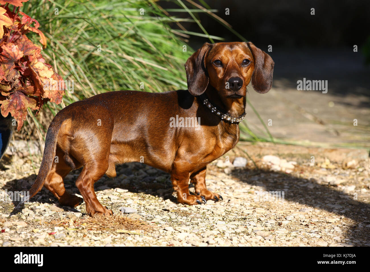 mini smooth haired dachshund