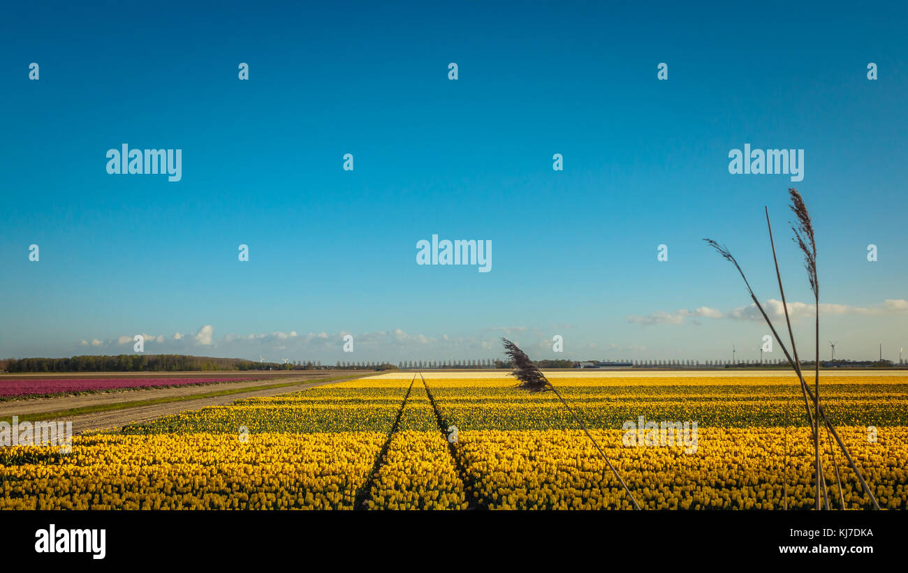 Dutch tulip field with yellow tulips under a bright blue evening sky Stock Photo