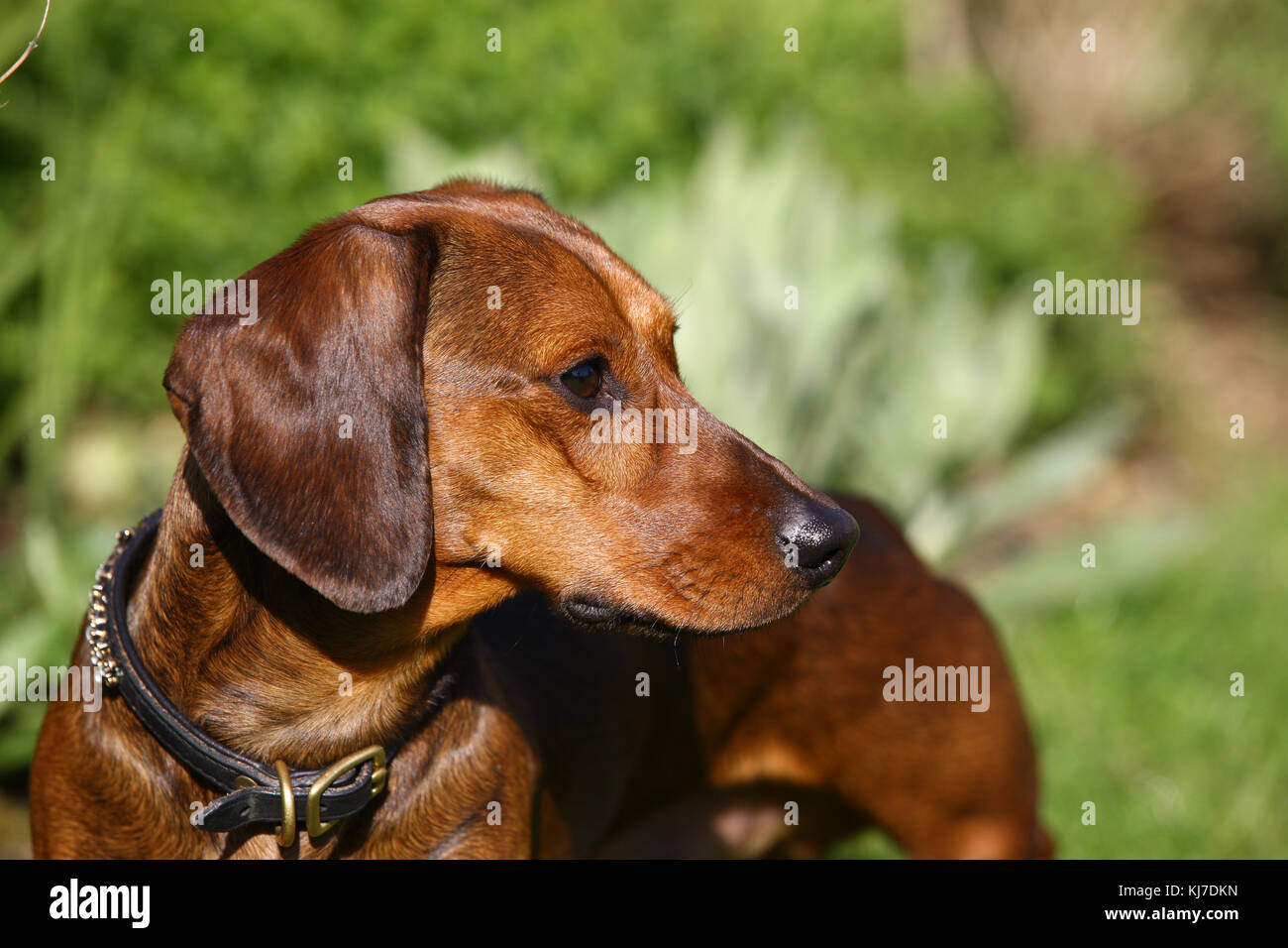 Smooth Haired Miniature Dachshund Stock Photos Smooth Haired