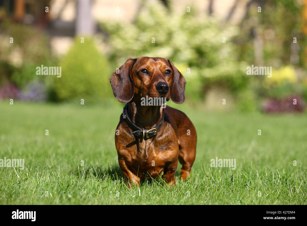 Dachshund Smooth Haired Miniature Smooth Haired Miniature
