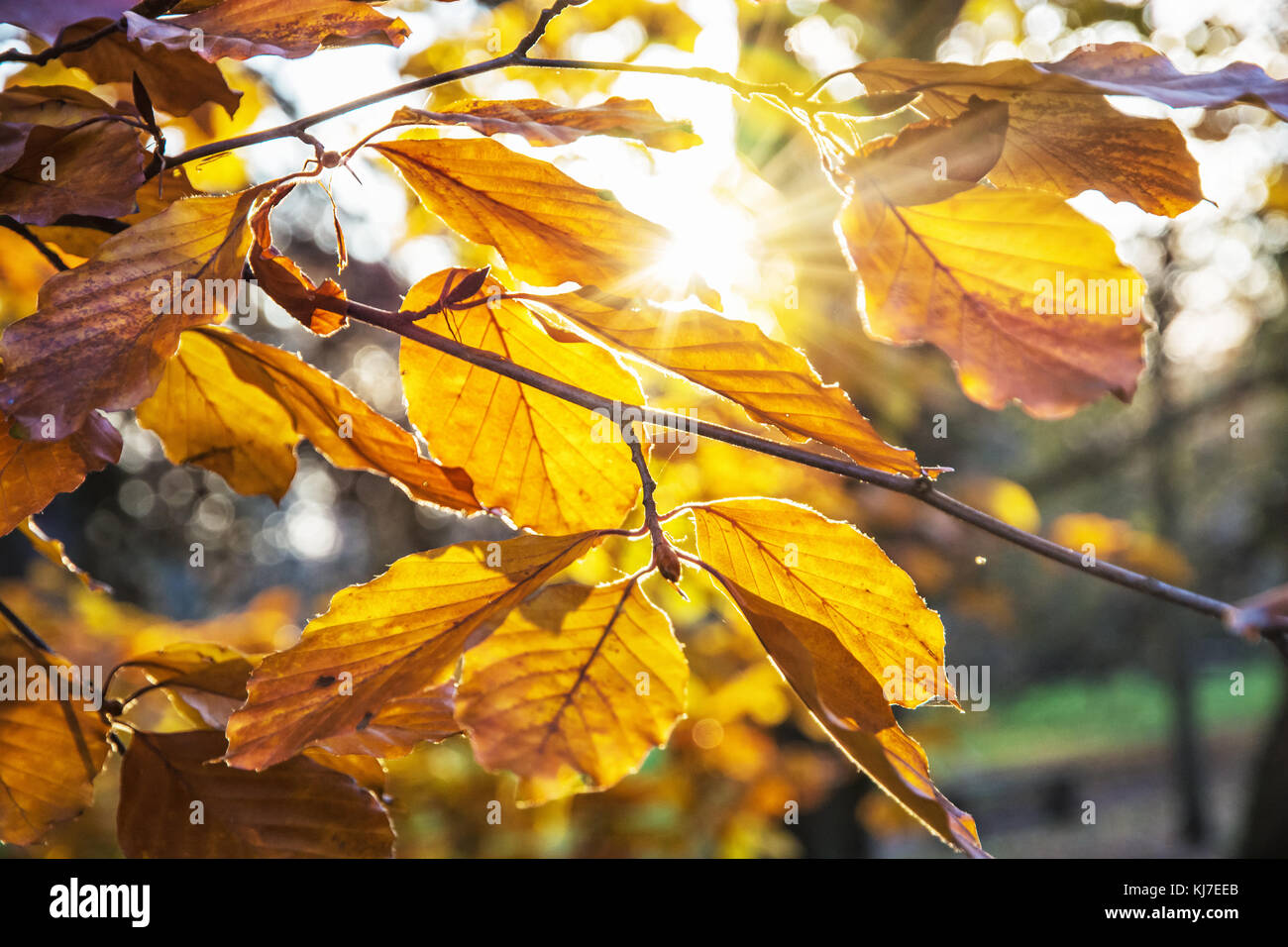 Tree with yellow leaves in sunset. Sun rays. Autumn natural scene Stock ...