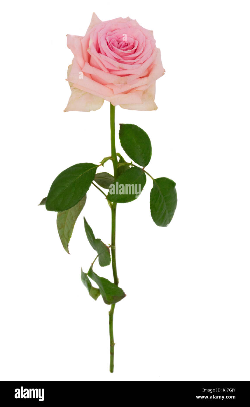 One pink blooming fresh rose flowers isolated on white background Stock ...