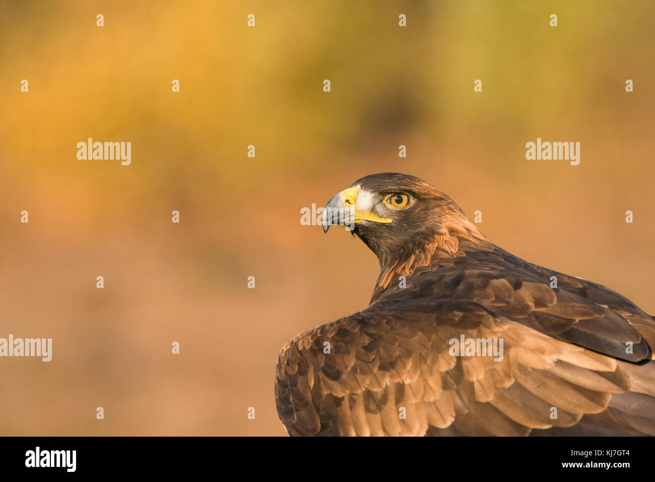 Golden Eagle,Aquila chrysaetos,with the colors of late Autumn in the background,close up detail of head and upper body Stock Photo