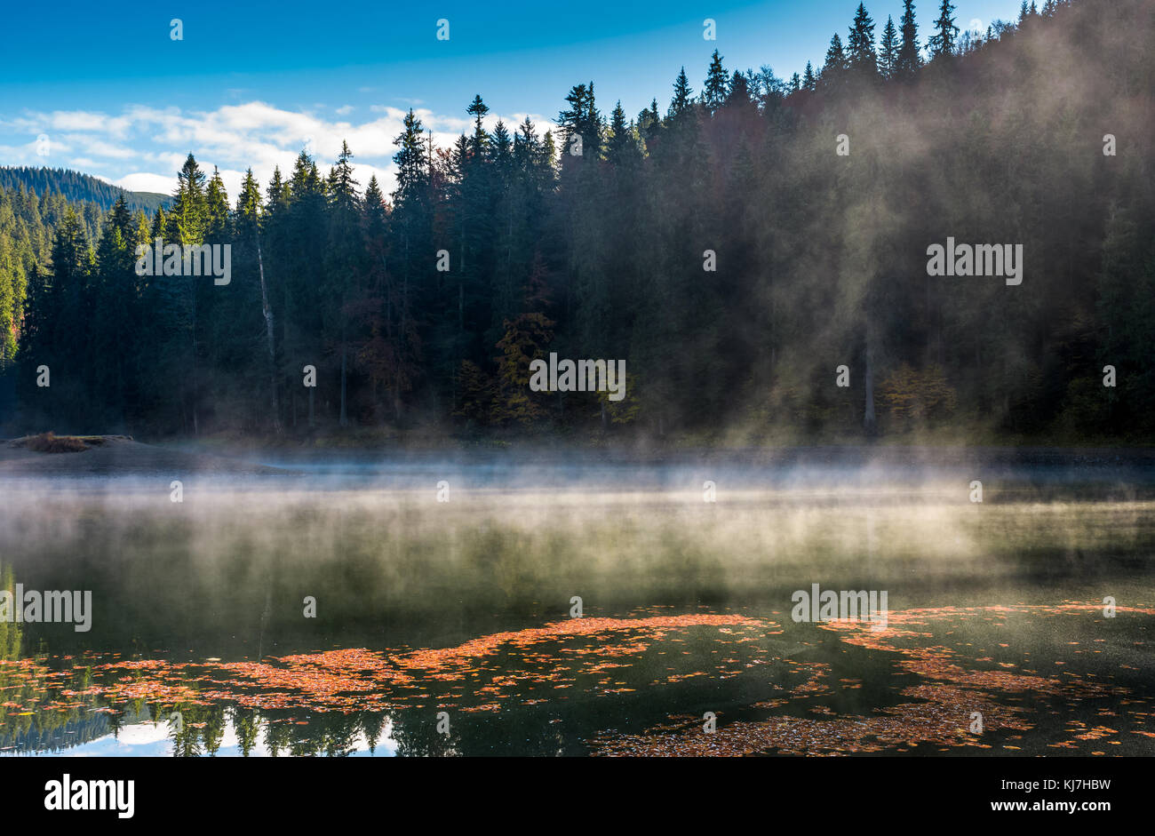spruce forest on the bank of boiling lake at sunrise in autumn Stock ...