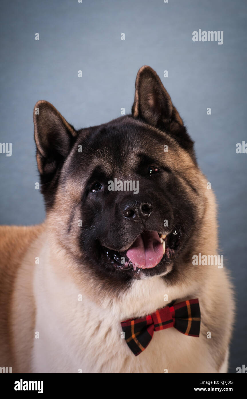 akita dog grey