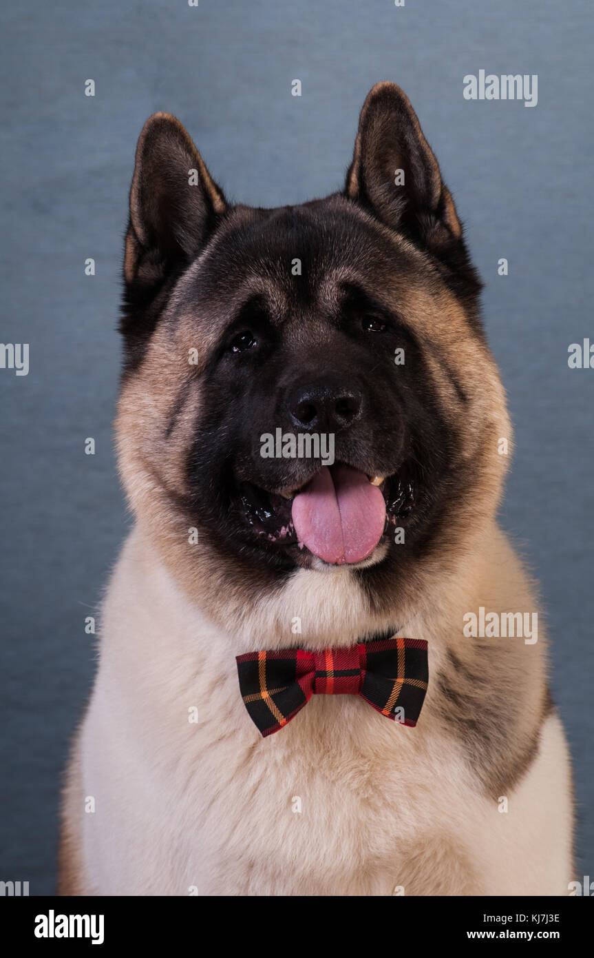Grey akita sales
