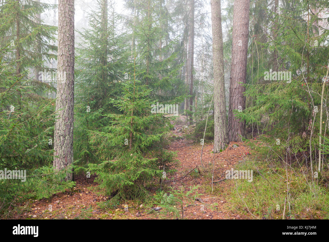 Forest at foggy day Stock Photo - Alamy